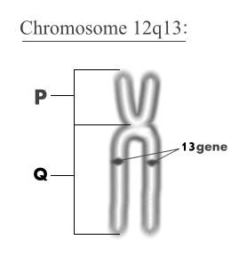 chromosome 12q13