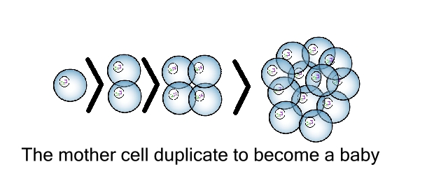 duplication des cellules